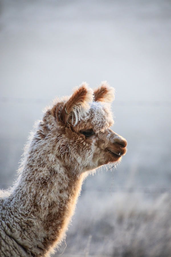 alpacas