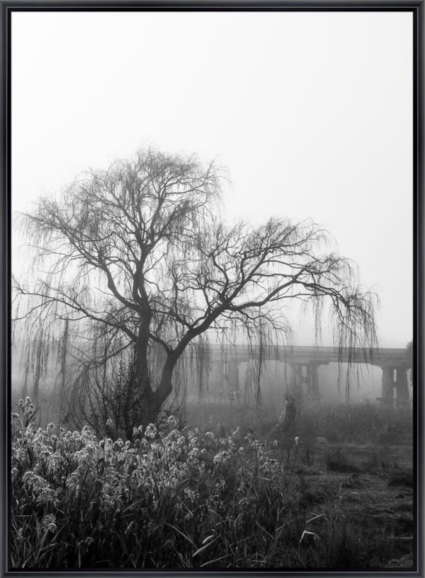 foggy willow - b&w