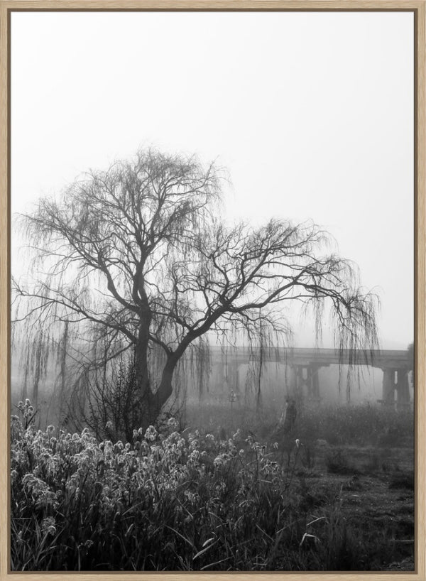foggy willow - b&w
