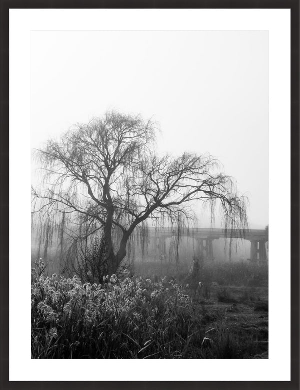 foggy willow - b&w
