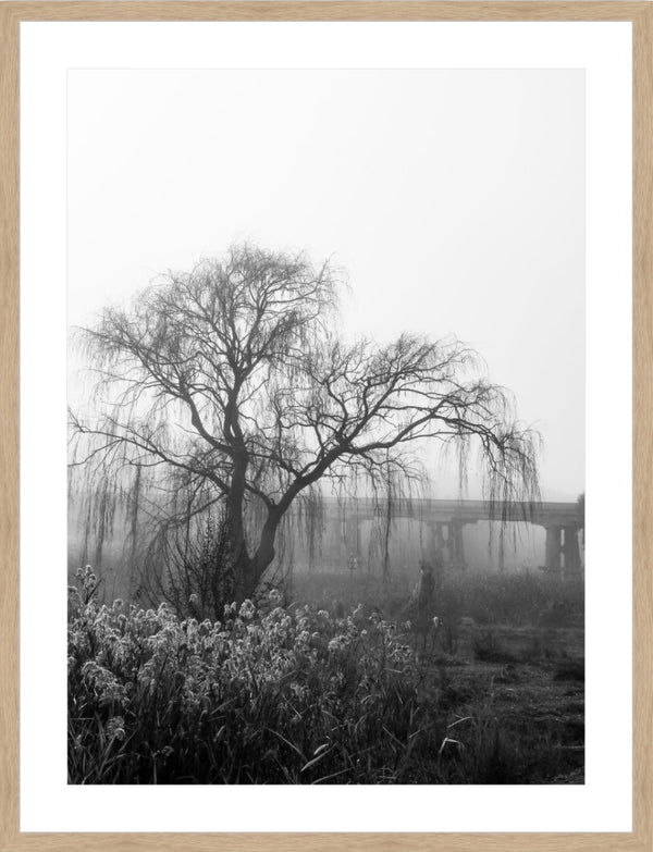 foggy willow - b&w