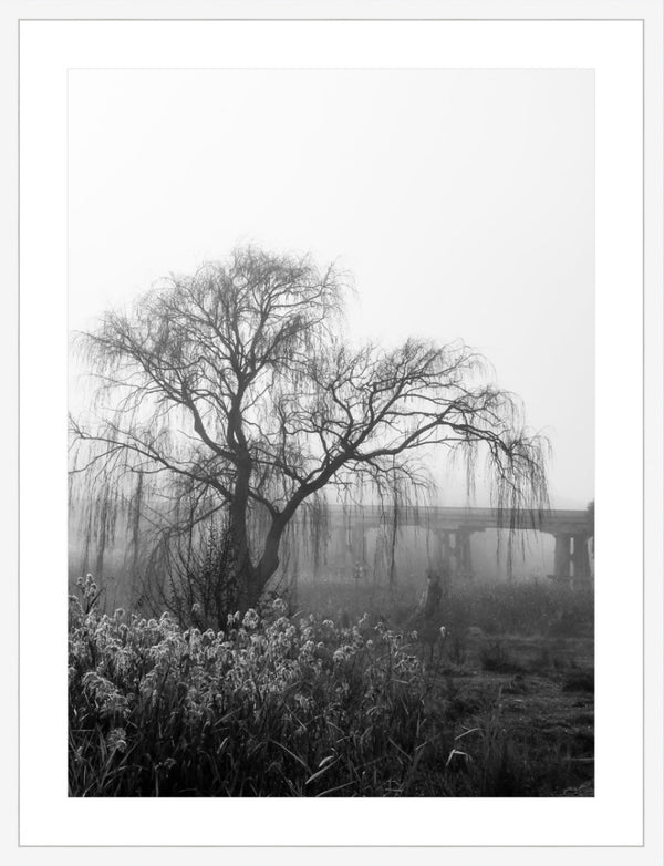 foggy willow - b&w