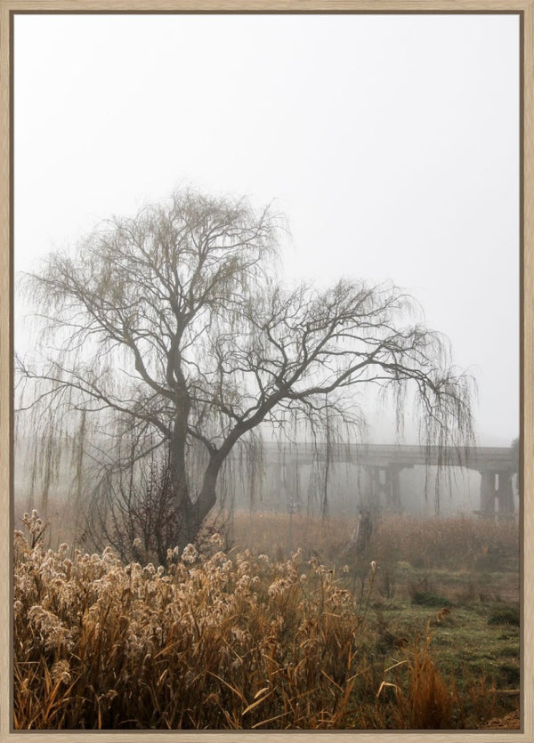 foggy willow 1 - 2019