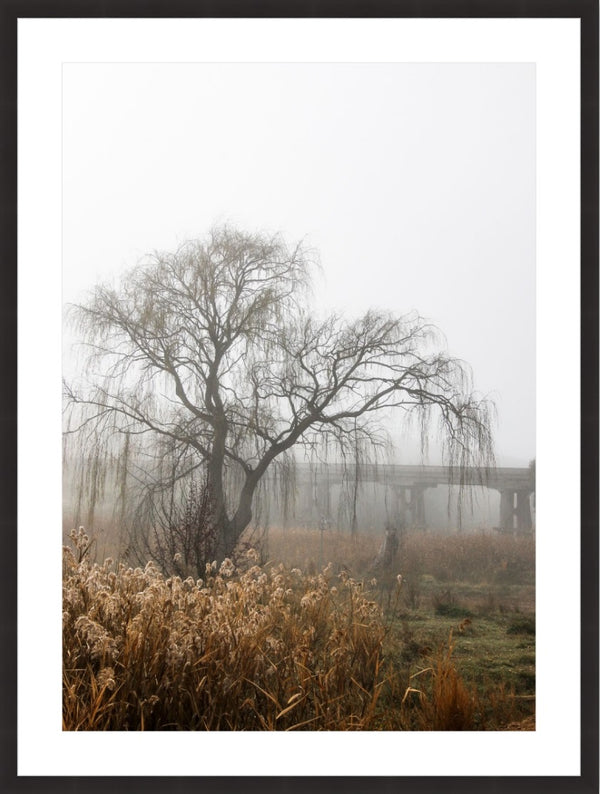 foggy willow 1 - 2019