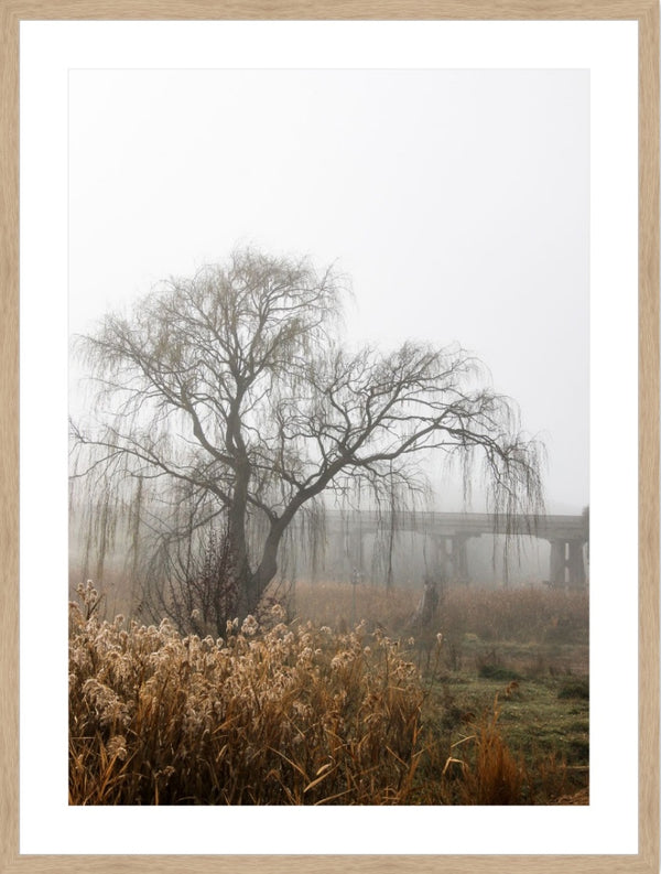 foggy willow 1 - 2019