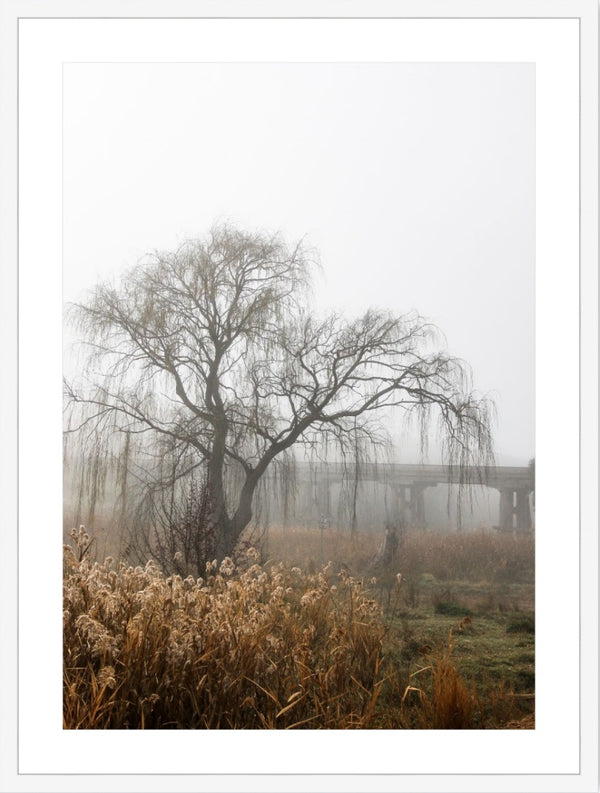 foggy willow 1 - 2019