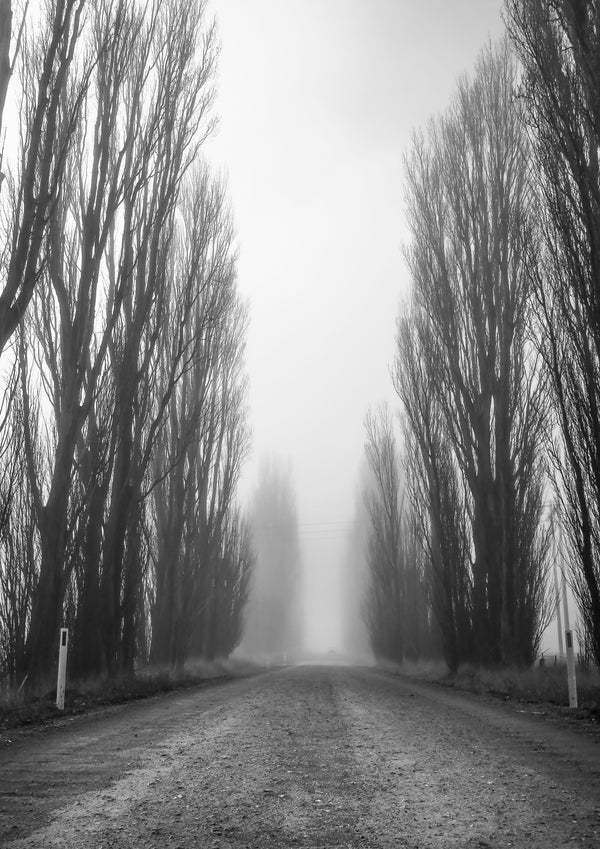 foggy micalago road 1 - b&w - 2019