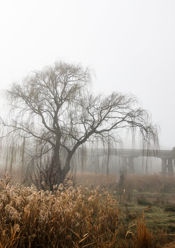 foggy willow 1 - 2019