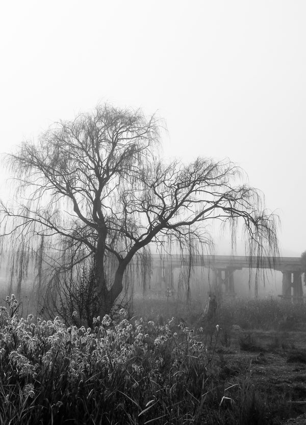 foggy willow 1 - b&w - 2019