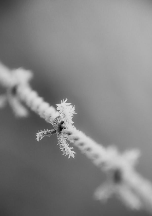 frosty barb 1 - b&w - 2023