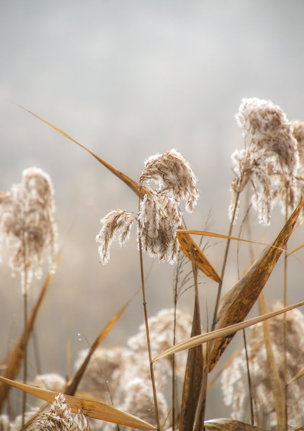 golden droplets 1 - 2019