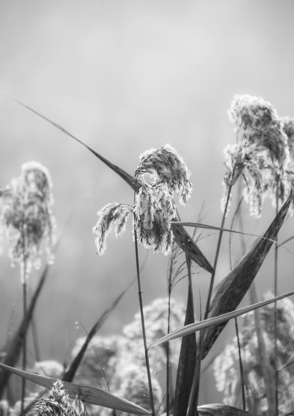 golden droplets 1 - b&w - 2019