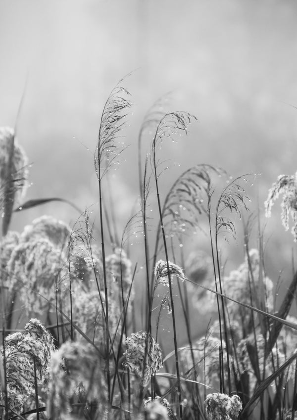 golden droplets 2 - b&w - 2019